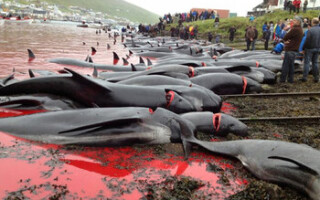 На Фарерских островах вновь совершили массовое убийство дельфинов