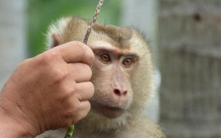 В Таиланде с размахом прошел «Фестиваль обезьян». Обезьяны съели фруктов на тысячи долларов