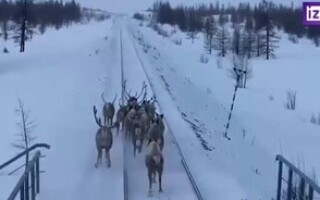 В Якутии олени остановили поезд