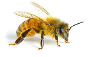 Пчелы и осы