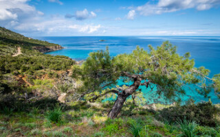 Туристов на Кипре обязали еженедельно сдавать ПЦР-тест