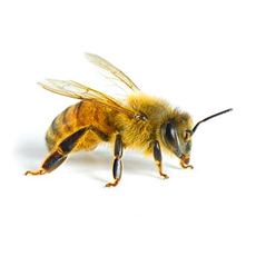 пчелы и осы