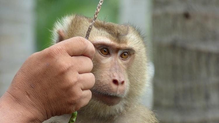 В Таиланде с размахом прошел «Фестиваль обезьян». Мортышки съели фруктов на тысячи долларов