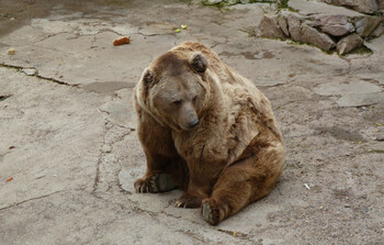В зоопарке Ташкента дама бросила ребёнка в вольер с медведем 