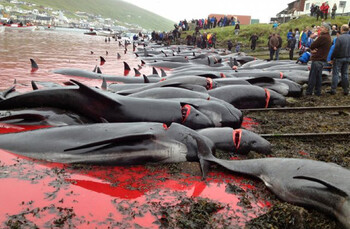 На Фарерских островах вновь сделали массовое убийство дельфинов 
