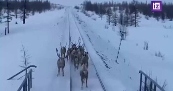 В Якутии олени приостановили поезд 